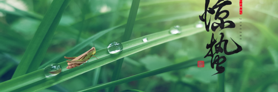 驚蟄丨蓄勢而蟄，應時而驚